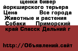 щенки бивер йоркширского терьера › Цена ­ 8 000 - Все города Животные и растения » Собаки   . Приморский край,Спасск-Дальний г.
